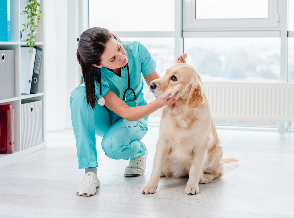 Jobs für Tiermedizinische Fachangestellte findest du täglich auf JobMESH. Immer aktuell und immer in deiner Nähe.